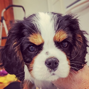 Fundraising Page: Amy Ritscher